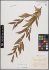 Foto von Salix daphnoides Vill.